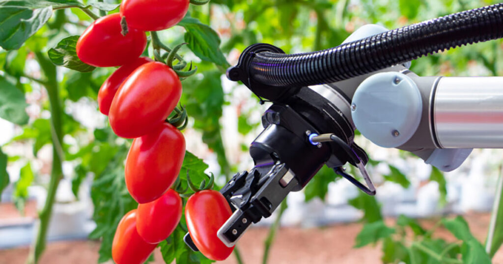 Robotic arm picking ripe tomatoes in a greenhouse.