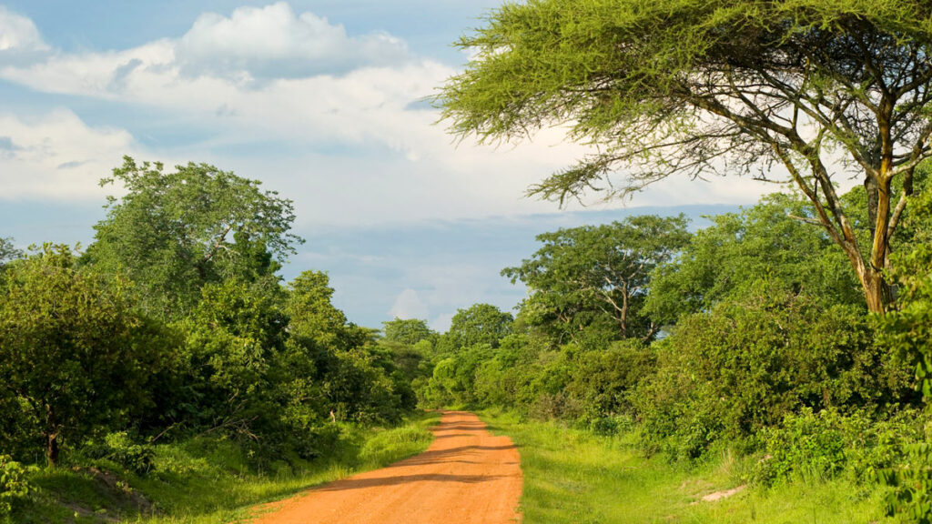 Dirt road winding through green savanna.