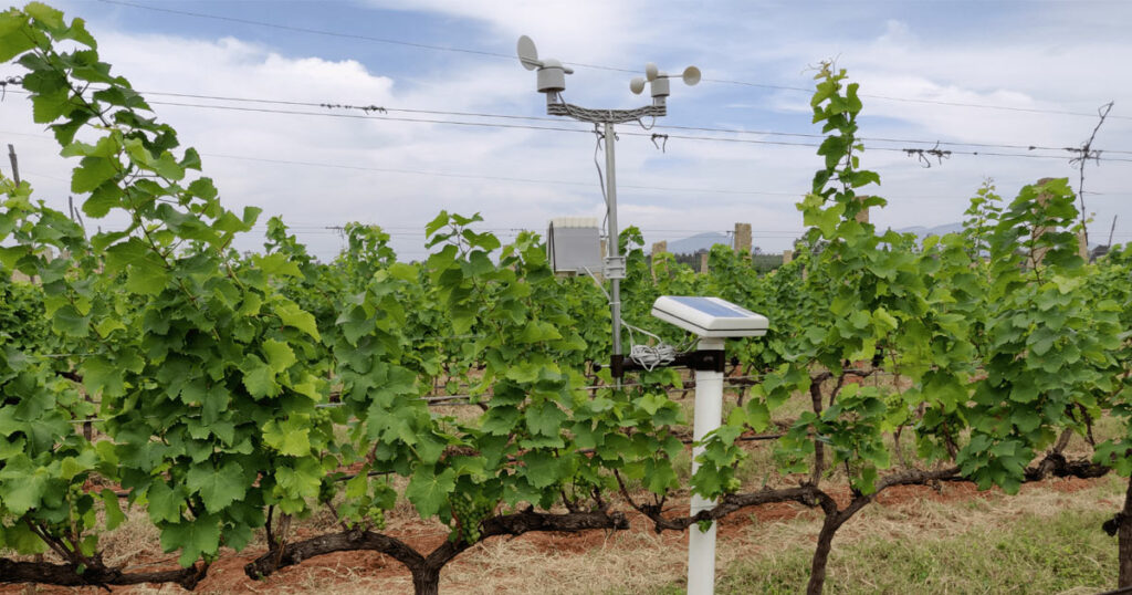 Fasal climate monitoring station among grapevines in a smart vineyard.